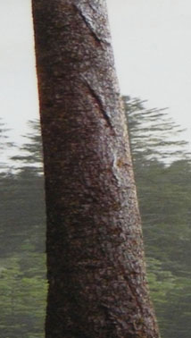 Blitzeinschlag an einem Baum