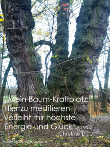 Kraftplatz Baum